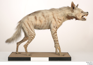 Striped Hyena Hyaena hyaena whole body 0001.jpg